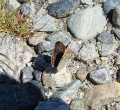Lycaena boldenarum