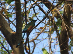 Eumomota superciliosa