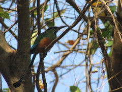 Eumomota superciliosa