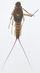 Demoreptus