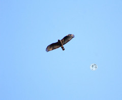 Buteo albonotatus