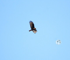 Buteo albonotatus