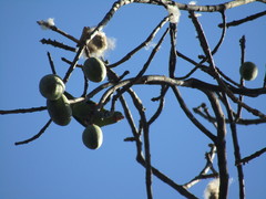 Brotogeris jugularis