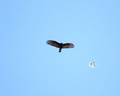 Buteo albonotatus