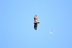 Buteo albonotatus