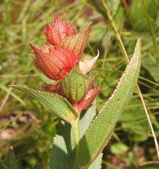 Acalypha punctata punctata