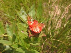 Acalypha punctata punctata