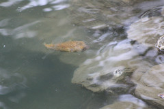 Diodon holocanthus