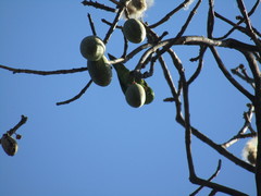 Brotogeris jugularis