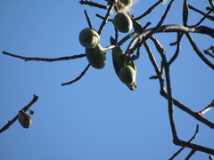 Brotogeris jugularis