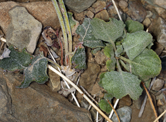 Eriogonum panamintense