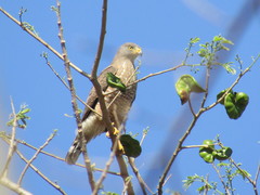 Rupornis magnirostris