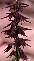 Genoplesium filiforme