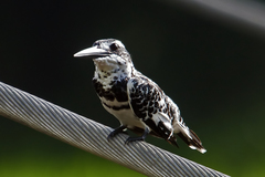 Ceryle rudis leucomelanurus