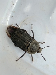 Thanatophilus sinuatus