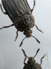 Thanatophilus sinuatus