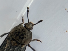 Thanatophilus sinuatus