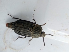 Thanatophilus sinuatus