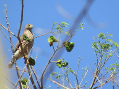 Rupornis magnirostris