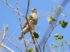 Rupornis magnirostris