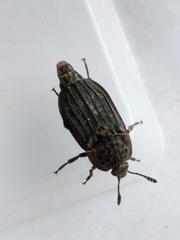 Thanatophilus sinuatus