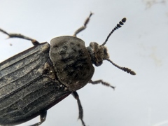 Thanatophilus sinuatus