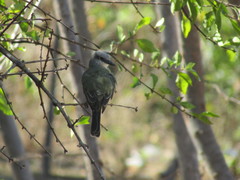 Tyrannus melancholicus