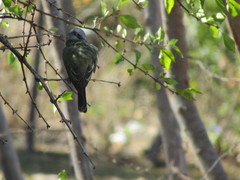 Tyrannus melancholicus