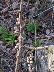 Toxicodendron diversilobum