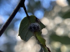 Disholandricus lasius