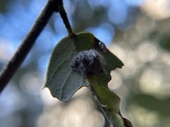 Disholandricus lasius