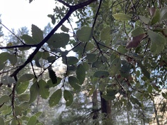 Disholandricus lasius