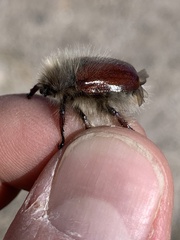 Paracotalpa