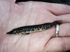 Esox americanus
