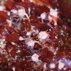 Ectopleura marina