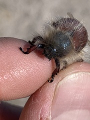 Paracotalpa
