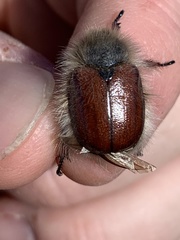 Paracotalpa