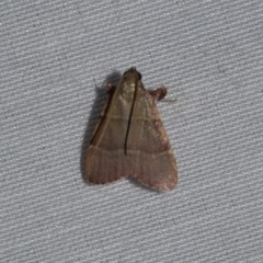 Basacallis tarachodes