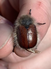 Paracotalpa