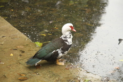 Cairina moschata domestica