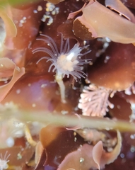 Ectopleura marina