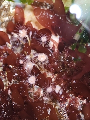 Ectopleura marina