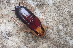 Celatoblatta notialis