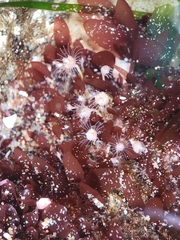 Ectopleura marina