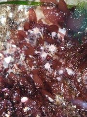 Ectopleura marina