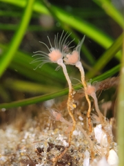 Ectopleura marina