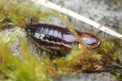 Celatoblatta notialis