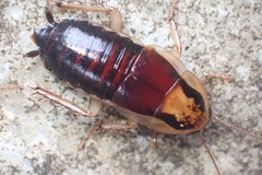 Celatoblatta notialis