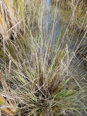 Eragrostis atrovirens