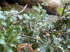 Heteroecus dasydactyli